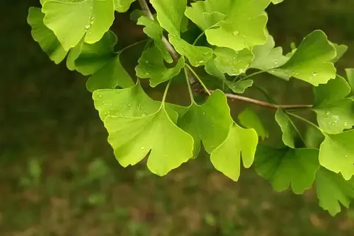 Gingko-Biloboa